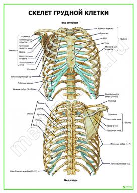 Скелет грудной клетки