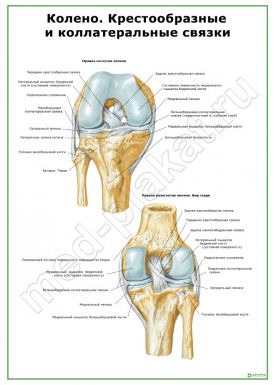Колено. Крестообразные и коллатеральные связки