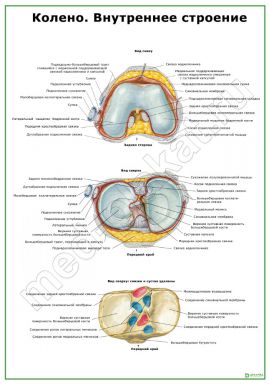 Колено. Внутреннее строение