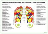 Проекция внутренних органов на стопе человека, акупунктурные точки на ногах
