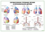 Сегментарное строение легких и бронхиальное дерево