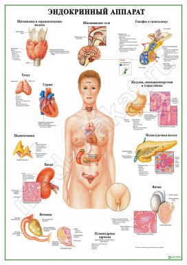 Эндокринный аппарат