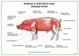 Кожные и поверхностные мышцы хряка