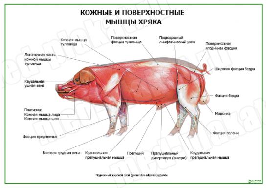 Кожные и поверхностные мышцы хряка