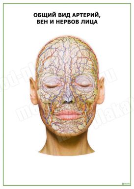 Общий вид артерий, вен и нервов лица
