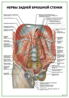 Нервы задней брюшной стенки