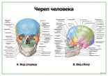 Череп человека: вид спереди и сбоку