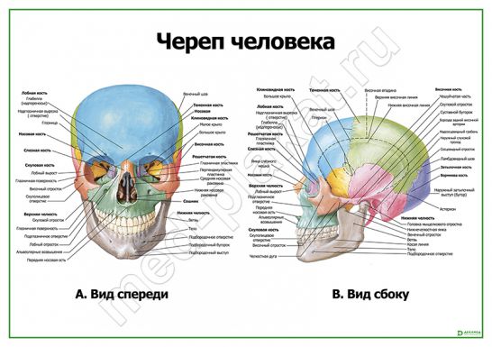 Череп человека: вид спереди и сбоку