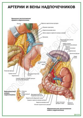 Артерии и вены надпочечников