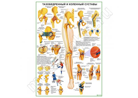 Тазобедренный и коленный суставы