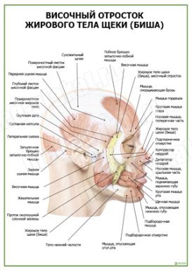 Височный отросток жирового тела щеки (Биша)