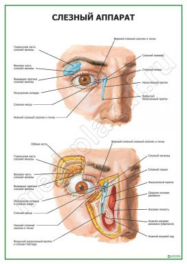 Слезный аппарат