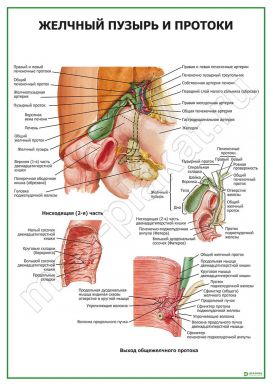 Желчный пузырь и протоки