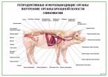 Репродуктивные и мочевыводящие органы внутренние органы брюшной полости свиноматки