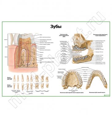 Зуб, строение, расположение