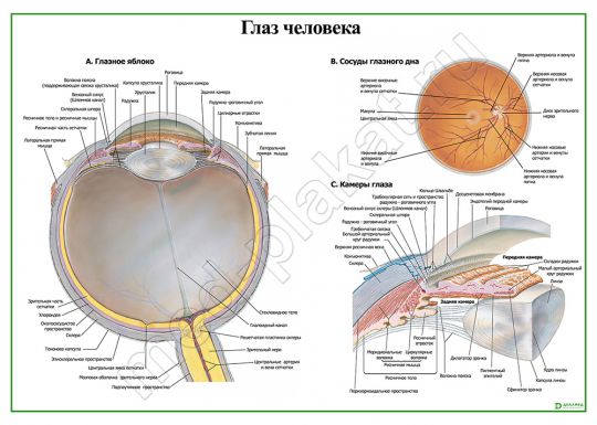 Глаз человека