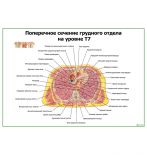 Поперечное сечение грудного отдела на уровне Т7