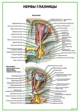 Нервы глазницы