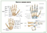 Кости и связки кисти