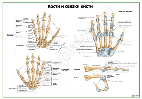 Кости и связки кисти