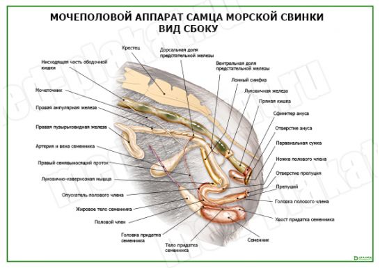 Строение морской свинки