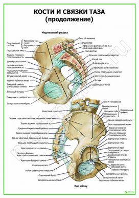Кости и связки таза (продолжение)
