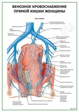 Венозное кровоснабжение прямой кишки женщины