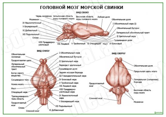 Головной мозг морской свинки
