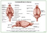 Головной мозг крысы