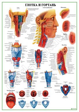 Строение глотки и гортани