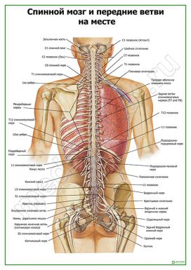 Спинной мозг и передние ветви на месте