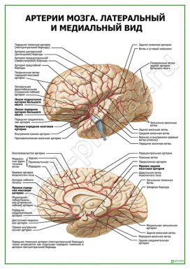 Артерии мозга. Латеральный и медиальный вид