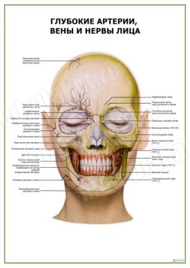 Глубокие артерии, вены и нервы лица