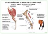 Статический аппарат и сгибательно-разгибательный аппарат задней конечности лошади