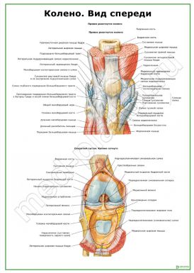 Колено. Вид спереди