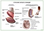 Строение копыта лошади