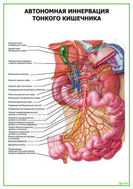 Автономная иннервация тонкого кишечника