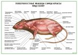Поверхностные мышцы крысы
