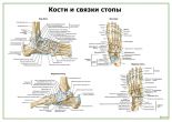 Кости и связки стопы