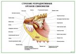 Строение репродуктивных органов свиноматки