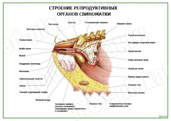 Строение репродуктивных органов свиноматки