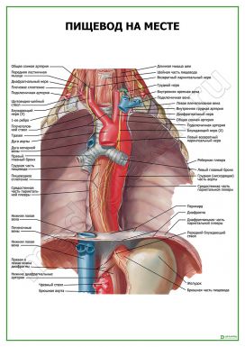 Пищевод на месте