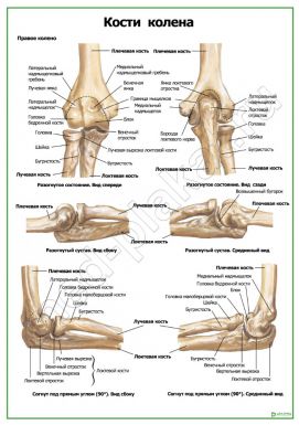 Кости колена