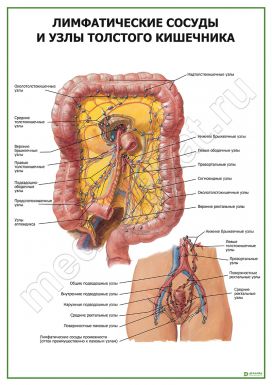 Лимфатические сосуды и узлы толстого кишечника