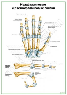 Межфаланговые и пястнофаланговые связки