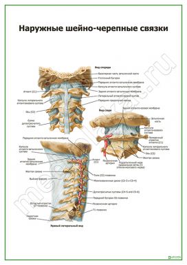 Наружные шейно-черепные связки