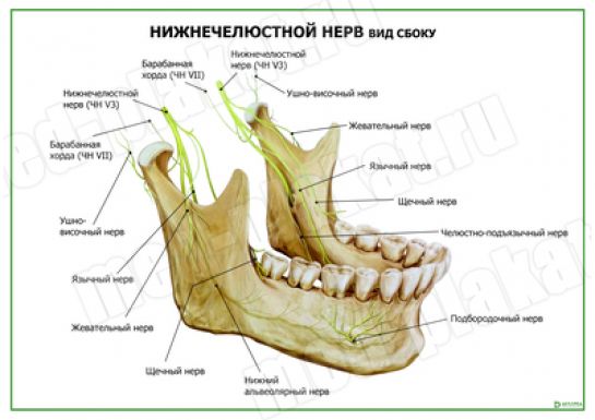 Нижнечелюстной нерв вид сбоку