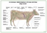 Основные лимфоидные органы коровы