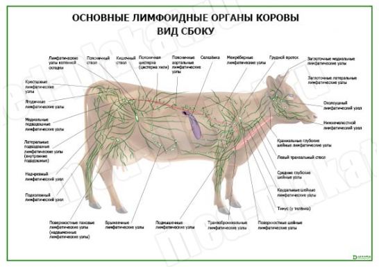 Основные лимфоидные органы коровы