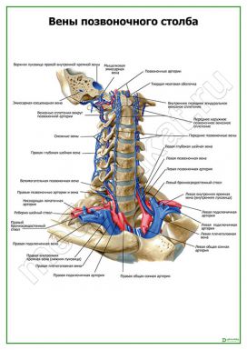 Вены позвоночного столба